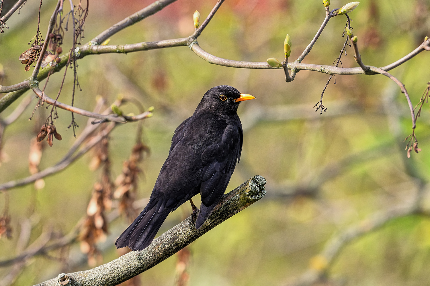 Amsel 