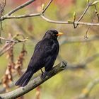 Amsel 