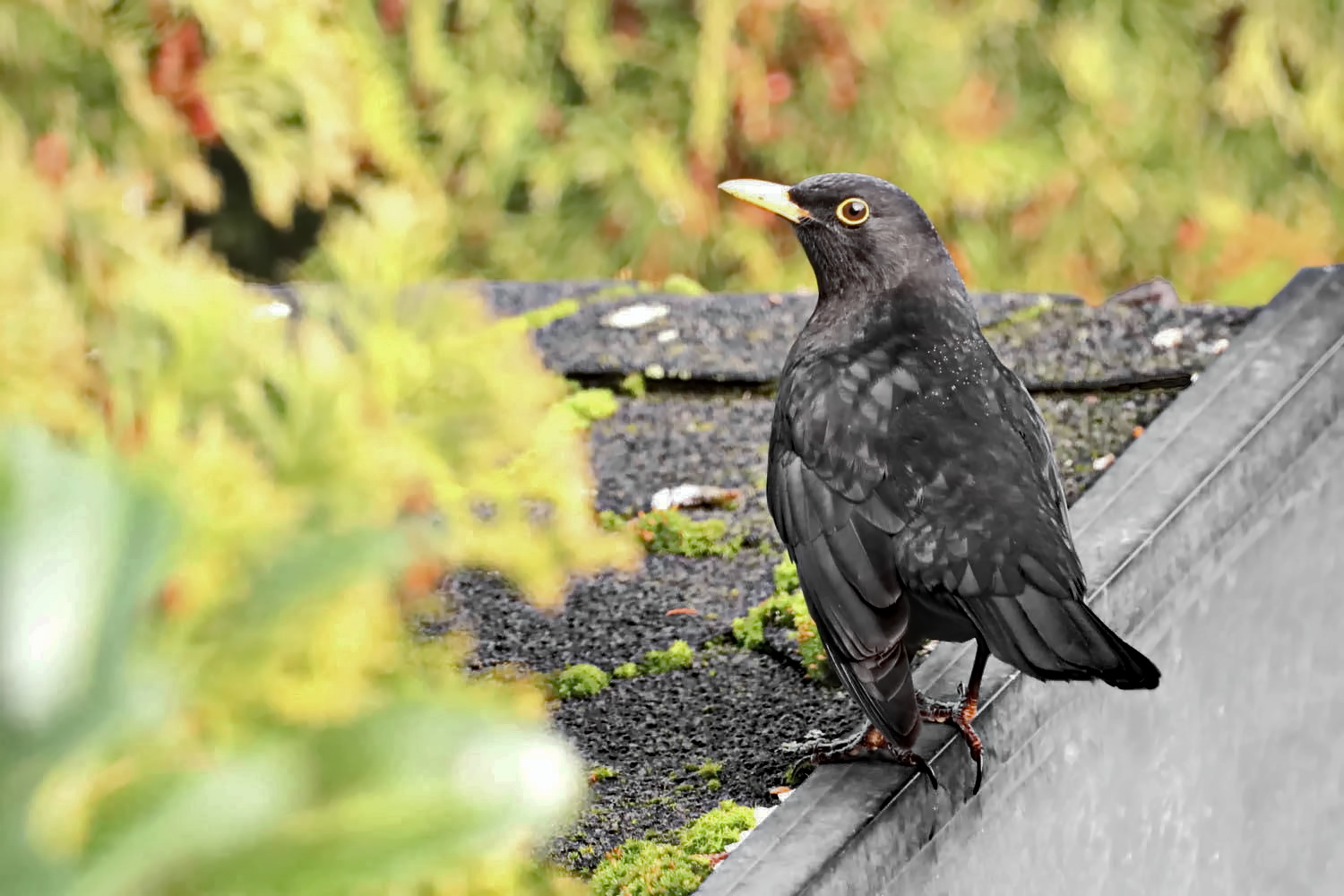 Amsel