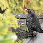 Amsel