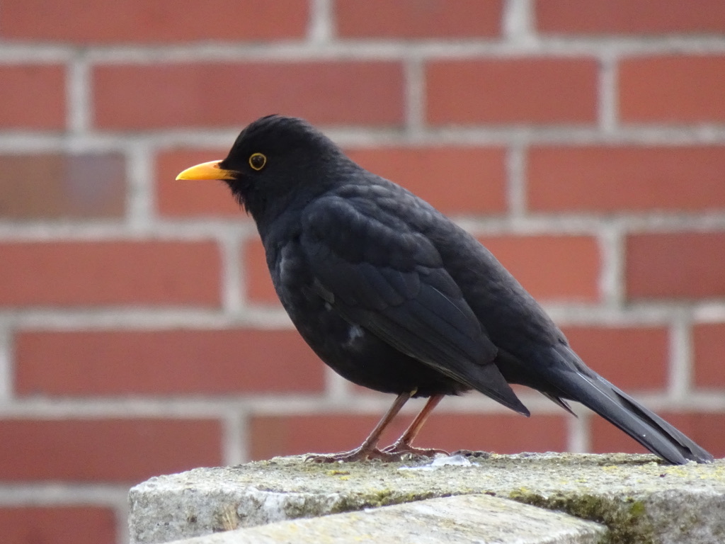 Amsel