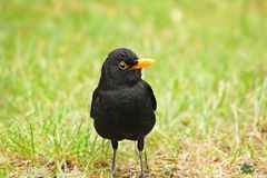 Amsel