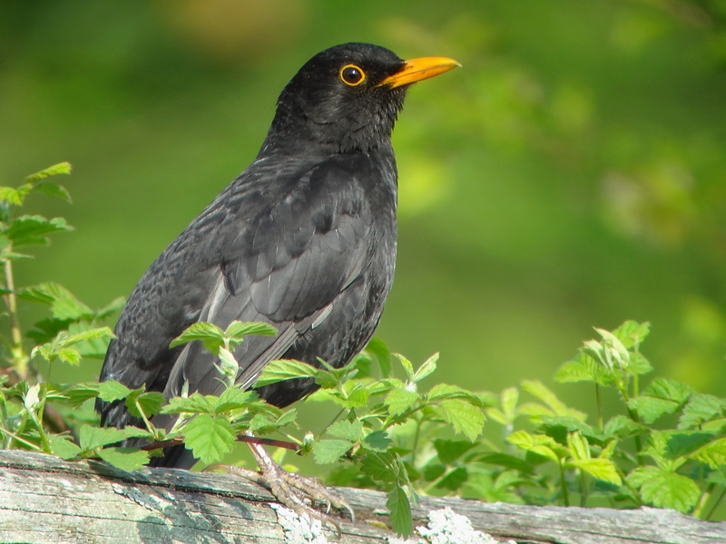 Amsel