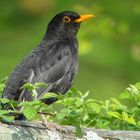 Amsel