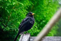 Amsel