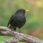                              -- Amsel --