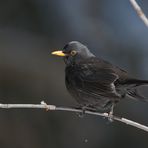 Amsel