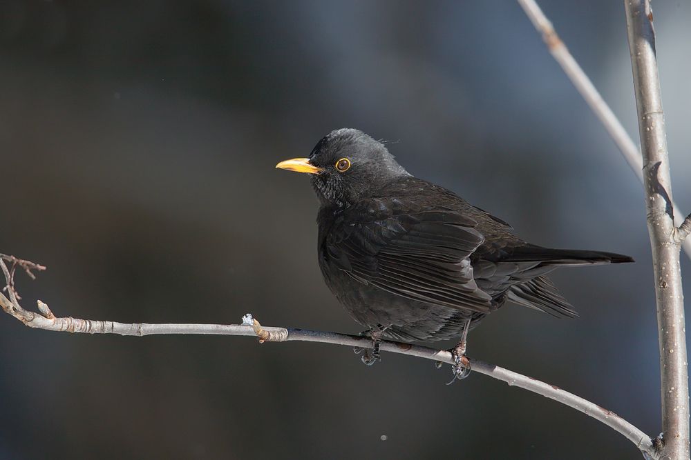 Amsel