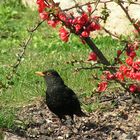 Amsel