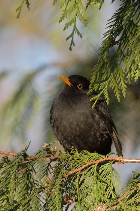 Amsel