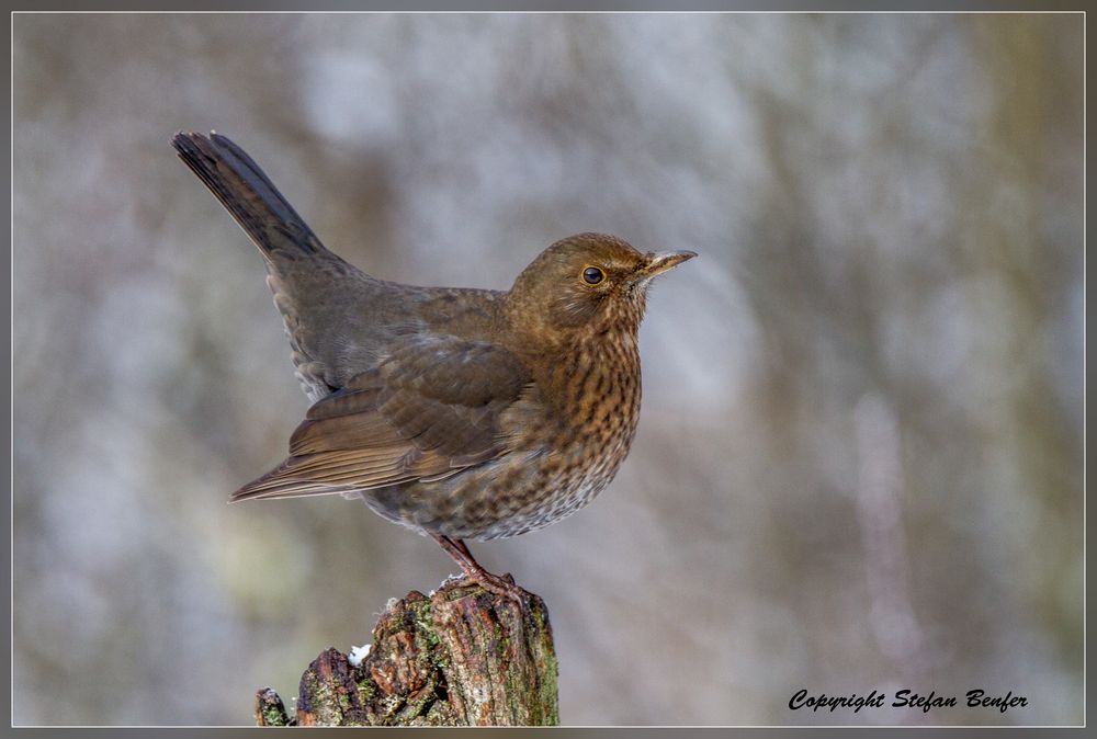 Amsel