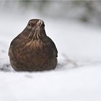 Amsel