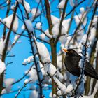 Amsel