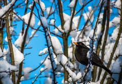 Amsel