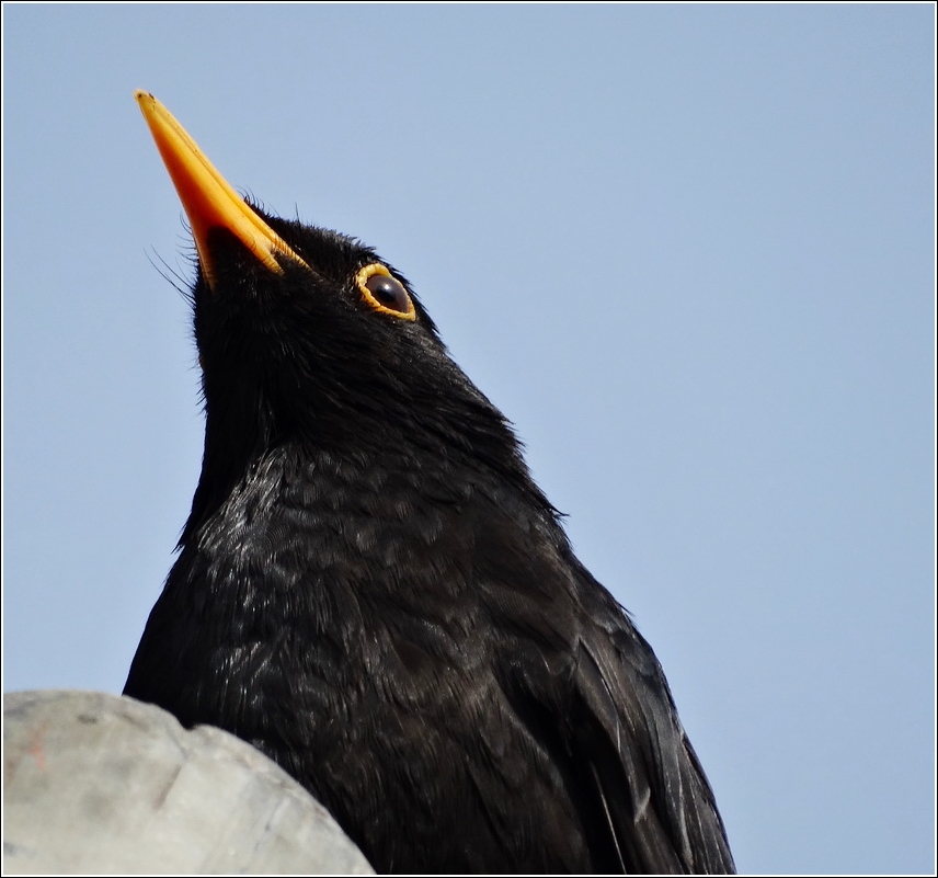 Amsel