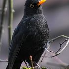 Amsel