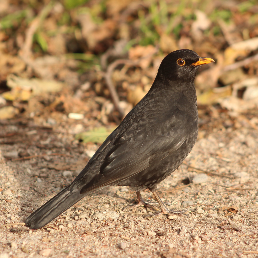 Amsel