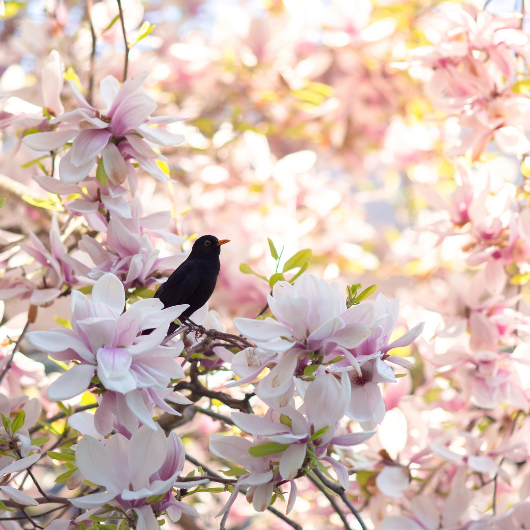 Amsel 