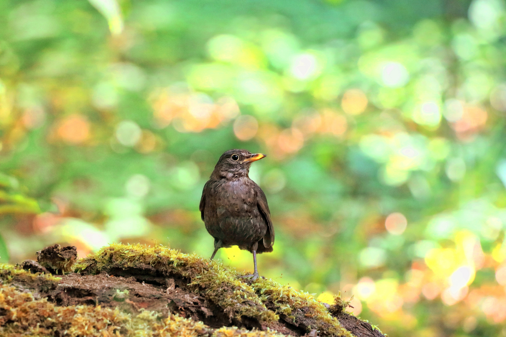 Amsel