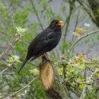 Amsel