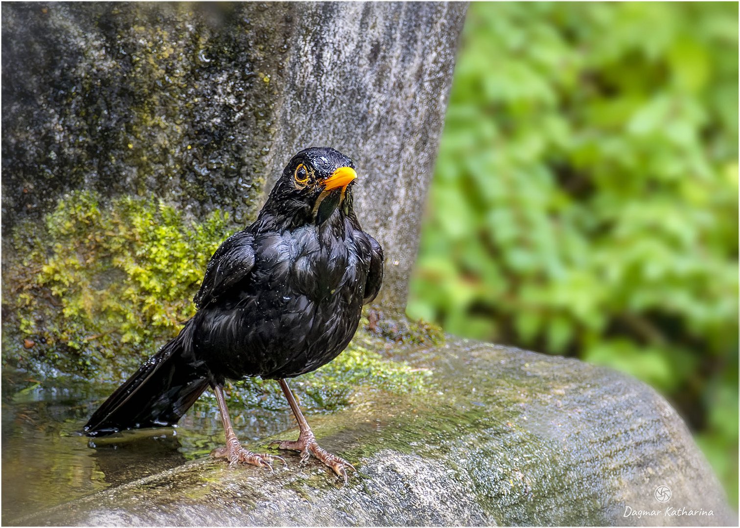 Amsel