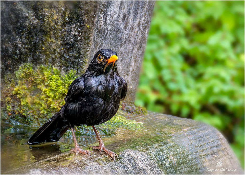 Amsel