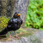 Amsel