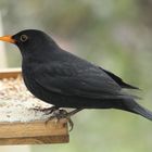 Amsel