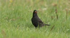 Amsel