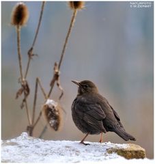 - Amsel-Dame 2 - ( Turdud merula )