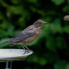 Amsel-Dame