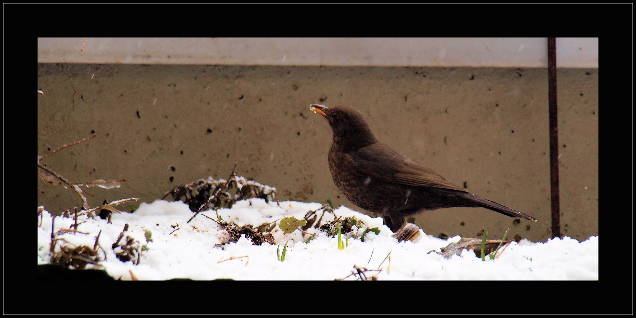 Amsel Dame....