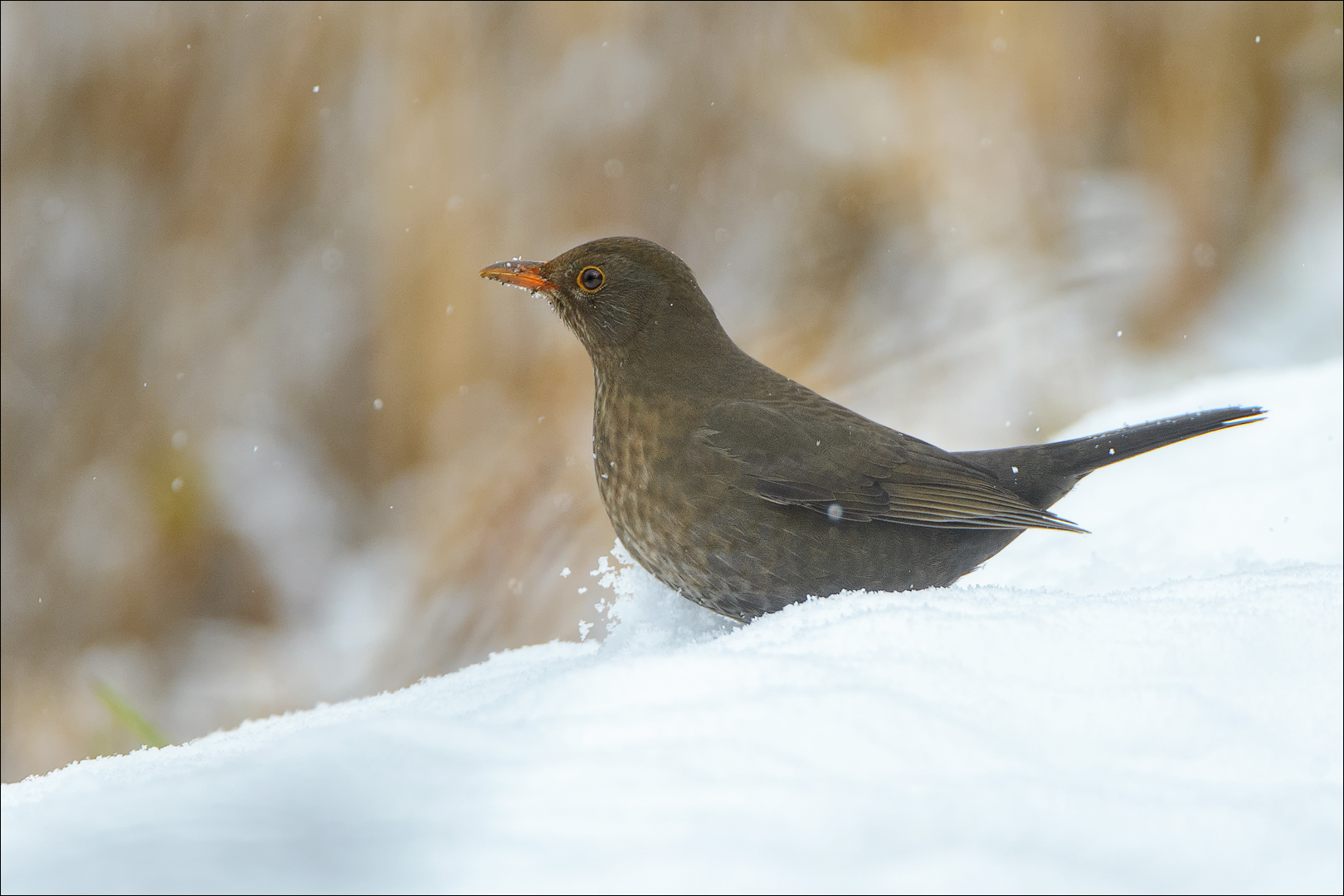 Amsel-Dame