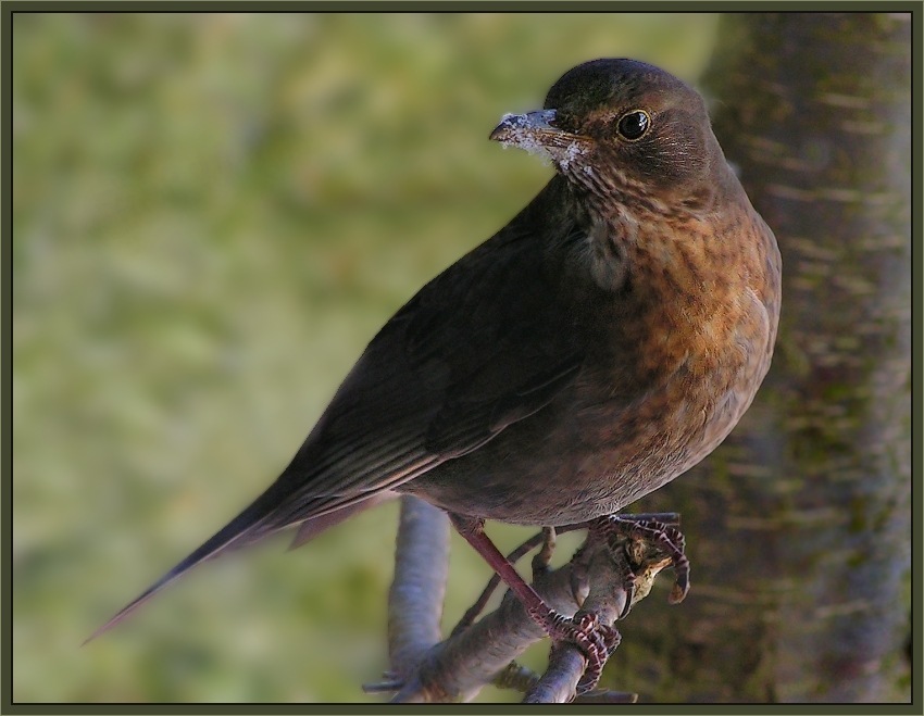 Amsel-Dame