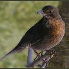 Amsel-Dame