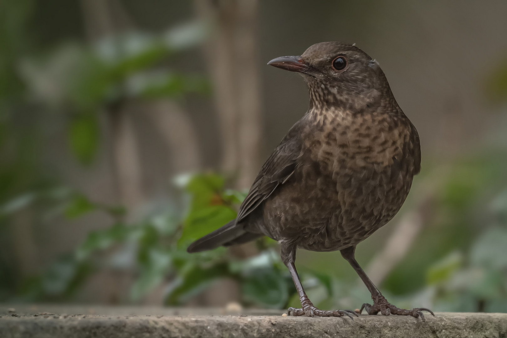 Amsel-Dame