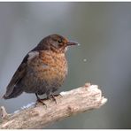 - Amsel Dame bei leichtem Schneefall - ( Turdus merula )