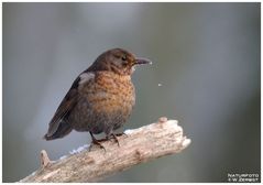 - Amsel Dame bei leichtem Schneefall - ( Turdus merula )