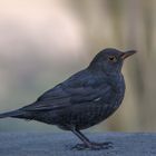 Amsel - Dame