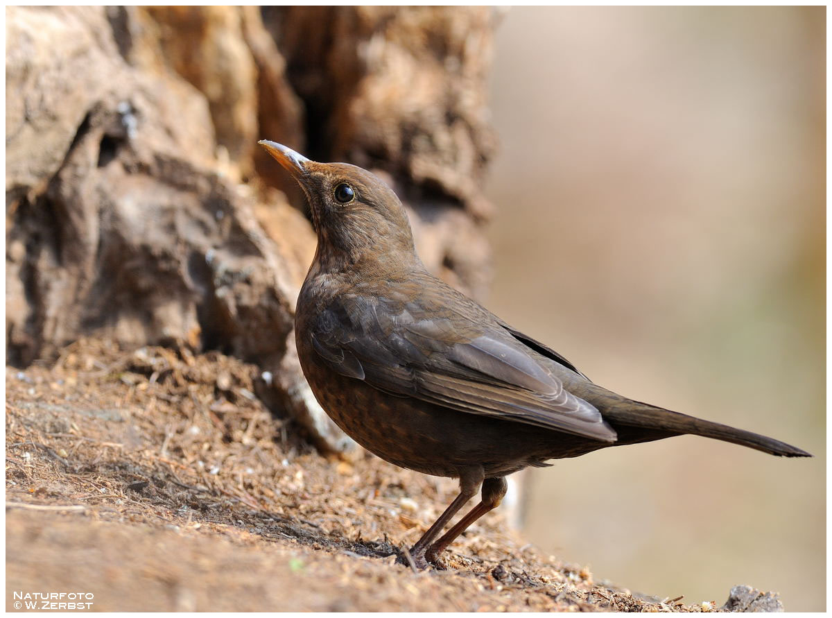 - Amsel Dame - ( Turdus merula )