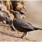 - Amsel Dame - ( Turdus merula )