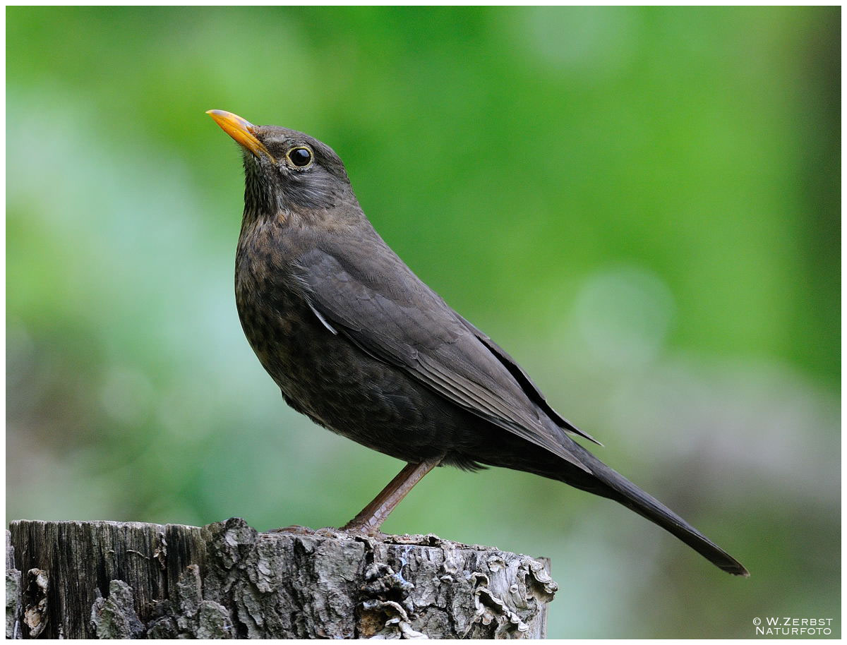 - Amsel Dame - ( Turdus merula )