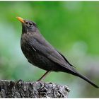 - Amsel Dame - ( Turdus merula )