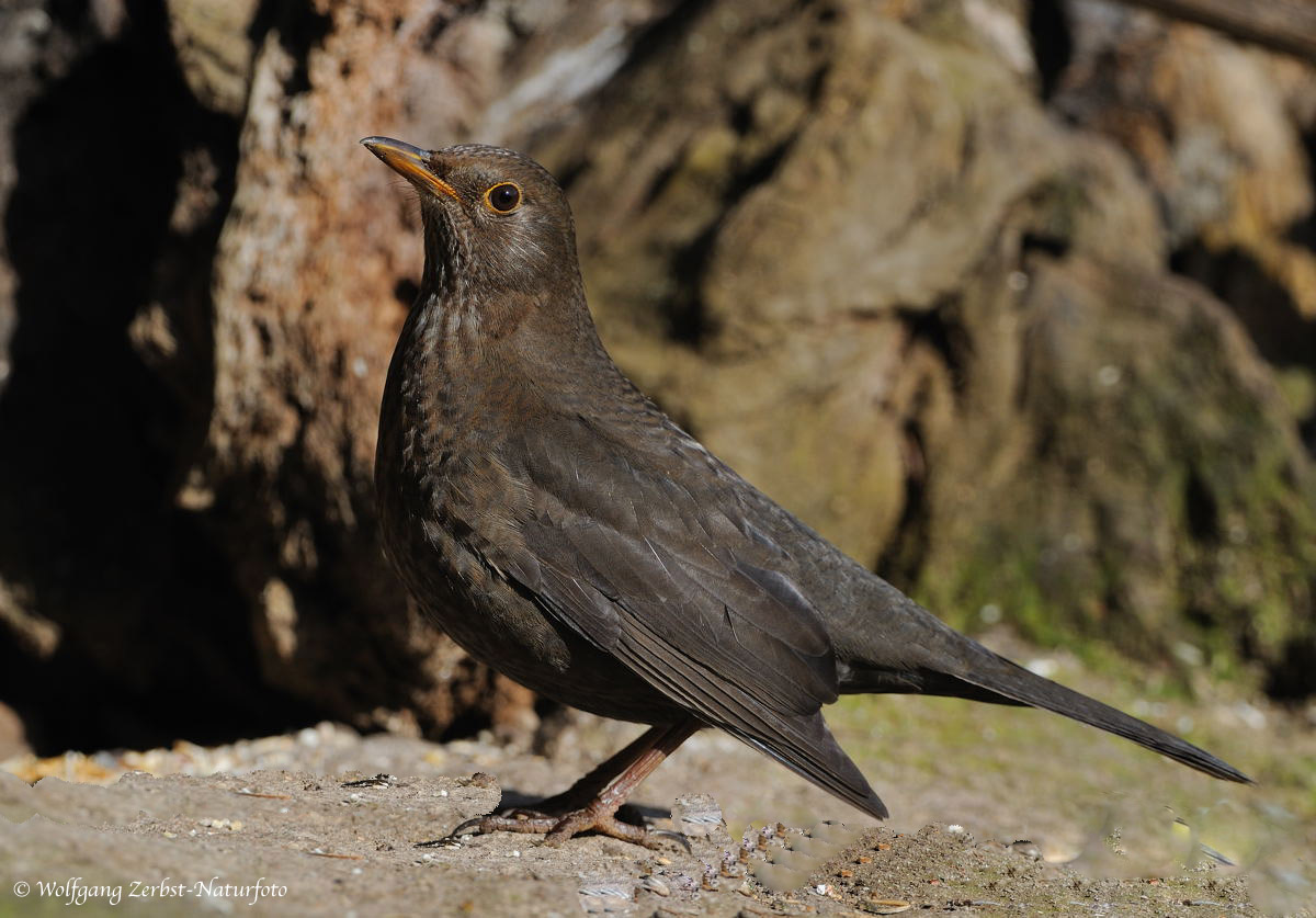 --- Amsel , Dame --- ( Turdus merula )