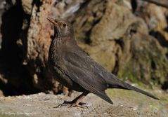 --- Amsel , Dame --- ( Turdus merula )