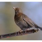 ---- Amsel Dame ---- ( Turdus merula )