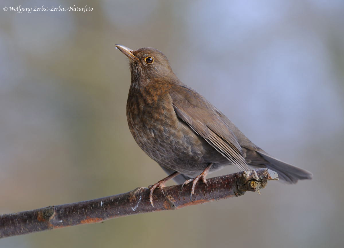 --- Amsel Dame --- ( Turdus Merula )