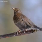 --- Amsel Dame --- ( Turdus Merula )