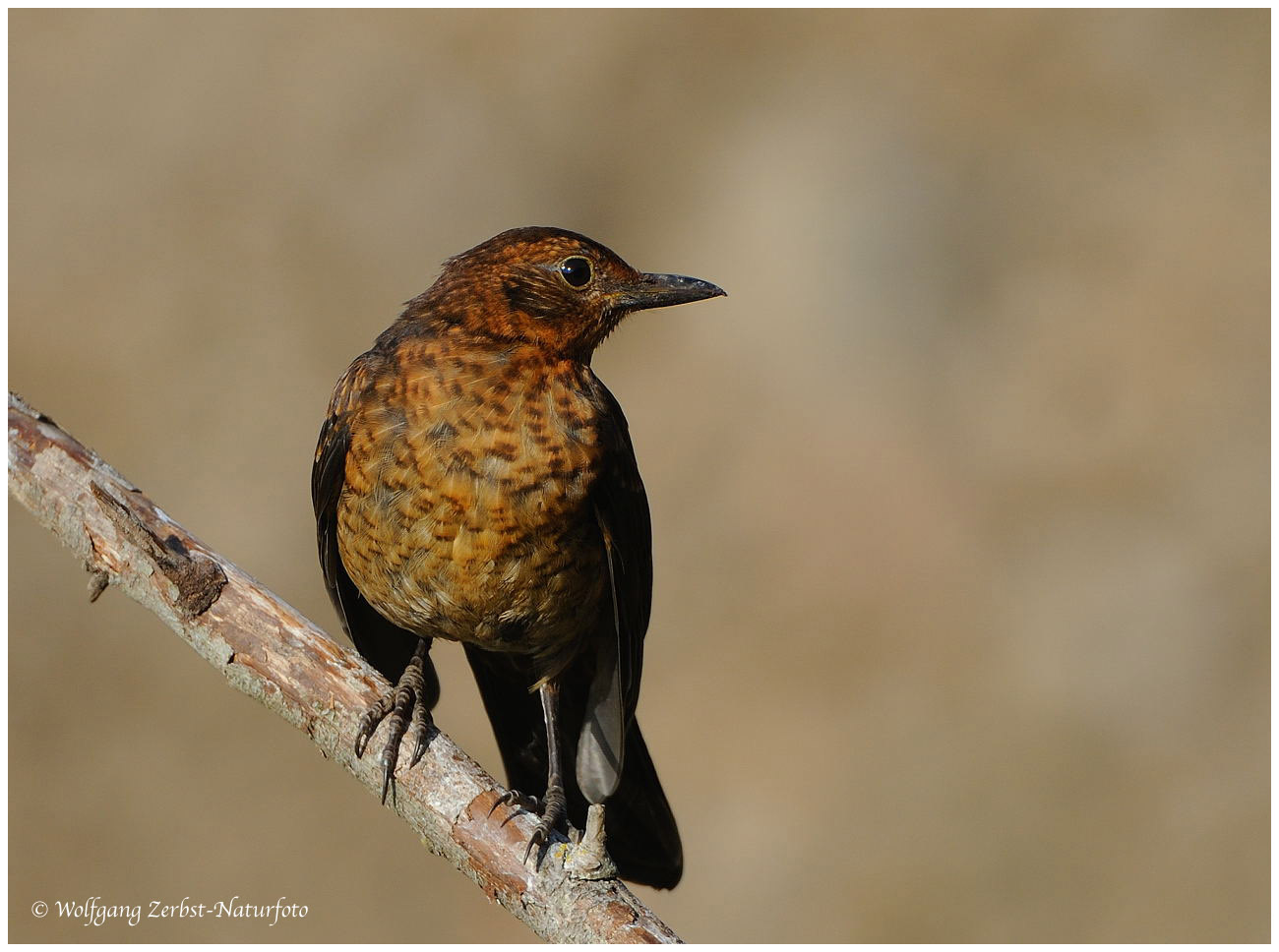 --- Amsel Dame --- ( Turdus merula )