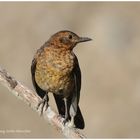 --- Amsel Dame ---- ( Turdus merula )